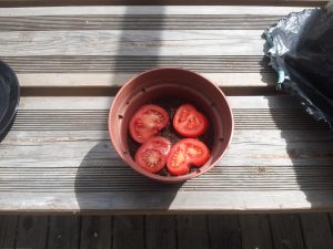 faire pousser ses plants de tomates avec des tomate en rondelle