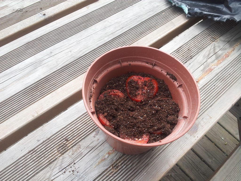 faire pousser ses plants de tomates avec des tomate en rondelle