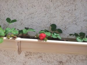 fraisiers dans une gouttiere