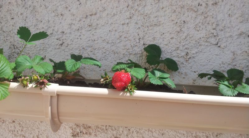 fraisiers dans une gouttiere