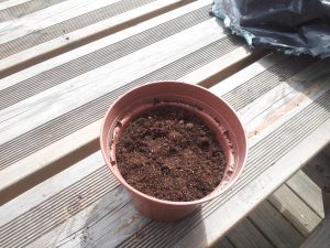 plantation de tomate en rondelle pour refaire de semie