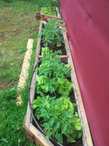 plantation en jardinière pour les légumes du jardins