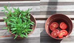plantation avec une tomate pour faire des pied de tomates