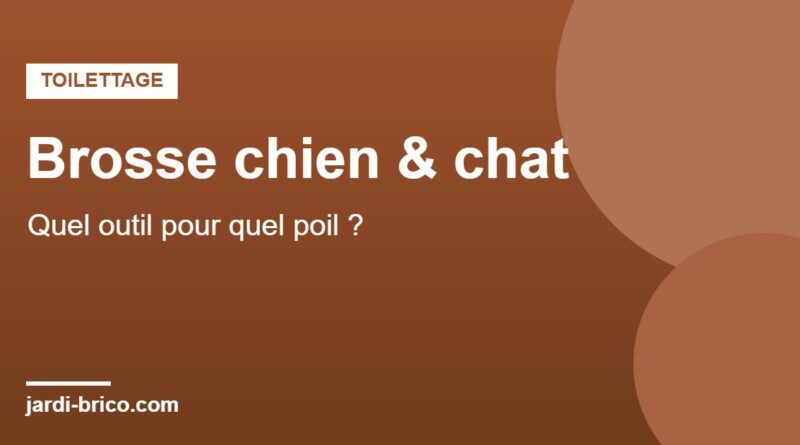 Brosse pour chien et chat : choisir selon le type de poil